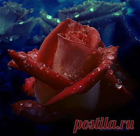 Роза в росе.