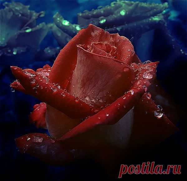 Роза в росе.