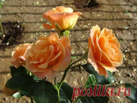 pridlidiya — «Оранжевые розы» на Яндекс.Фотках