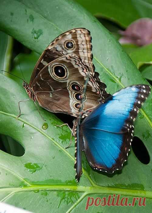 Blue Morpho Butterflies by Carol Ailles | ali di farfalle
