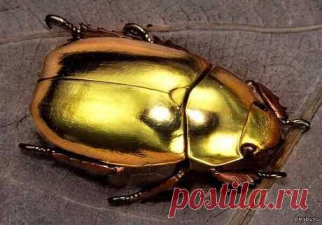 Золотой Джуэл Жук (Jewel Beetle)Австралийский жук-древоточец необыкновенной окраски / Интересное в IT