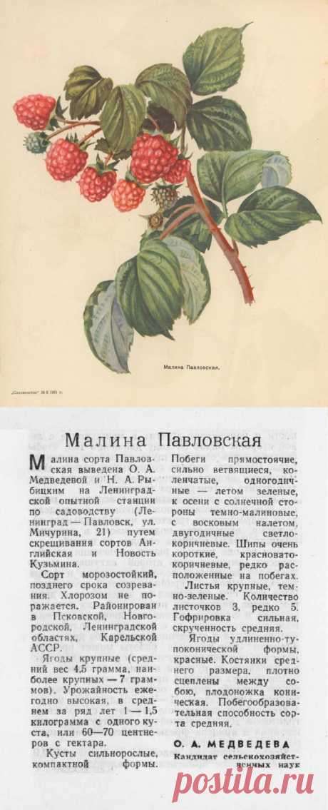 Малина Павловская

| клубника на зиму