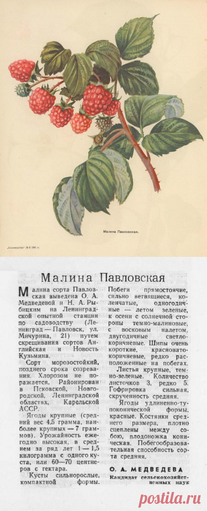 Малиновая Павлова