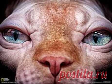 Fotografia di Tatyana Druz In una mostra felina vicino alla sua città natale, Druz ha scattato ritratti di molti partecipanti. Uno Sphynx,  razza senza pelo, era il più curioso degli altri, quel giorno.