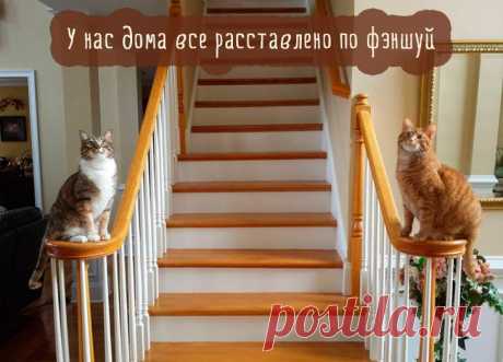 Самые смешные кошки: лучшая подборка картинок и фото