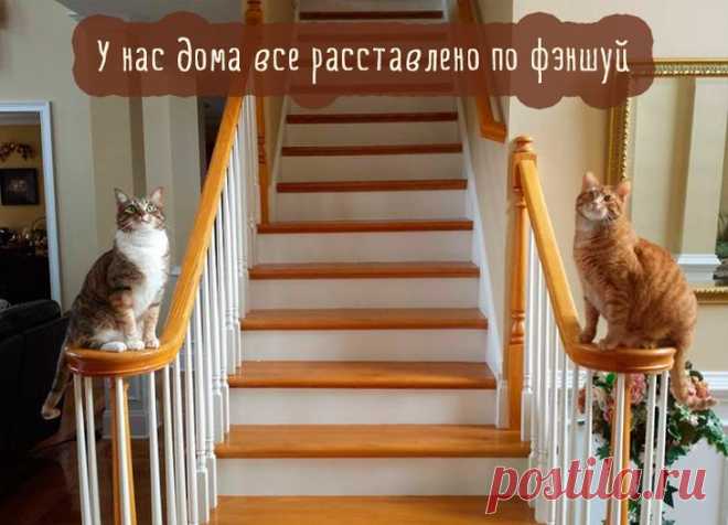 Самые смешные кошки: лучшая подборка картинок и фото