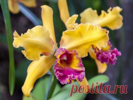 Орхидея Каттлея: фото, уход в домашних условиях, размножение