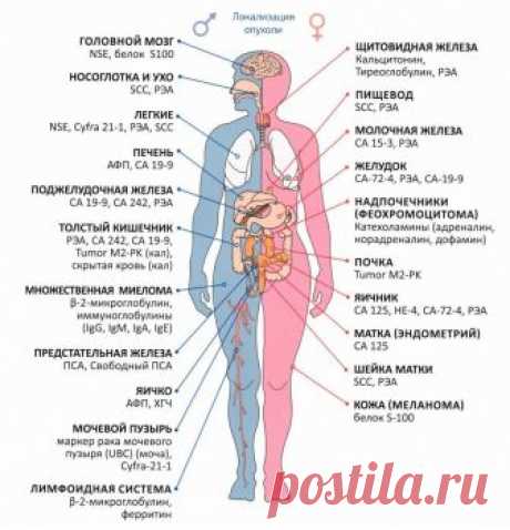 Онкомаркеры - норма и виды