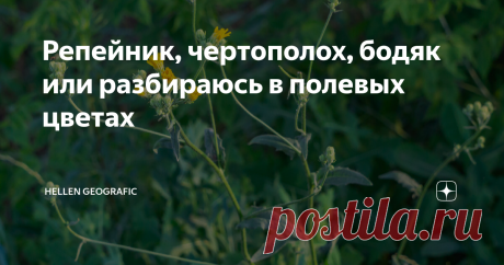 Репейник, чертополох, бодяк или разбираюсь в полевых цветах Всем привет! Наконец-то я стала видеть отличия в полевых "колючках". В этот раз, когда ходили в поле, я сразу стала высматривать колючку с шипастым стеблем. Это растение относится к роду чертополох, вид не знаю какой. Это растение - символ Шотландии. Считается, что давным-давно враги приплыли к берегам Шотландии, вышли на берег, искололи ноги в кровь и уплыли с неприветливой земли. А это и вовсе не колючка, а васи...