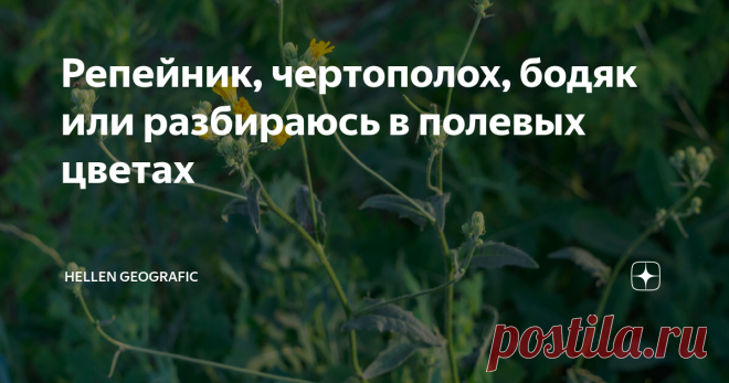 Репейник, чертополох, бодяк или разбираюсь в полевых цветах Всем привет! Наконец-то я стала видеть отличия в полевых 