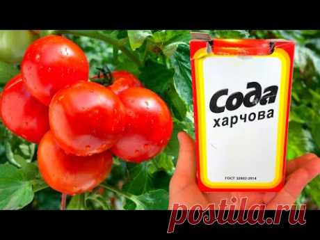 СРОЧНО ДАЙТЕ ТОМАТАМ СОДУ И БУДЕТЕ СОБИРАТЬ УРОЖАЙ ВЕДРАМИ ДО ОСЕНИ!!! УХОД ЗА ТОМАТАМИ!