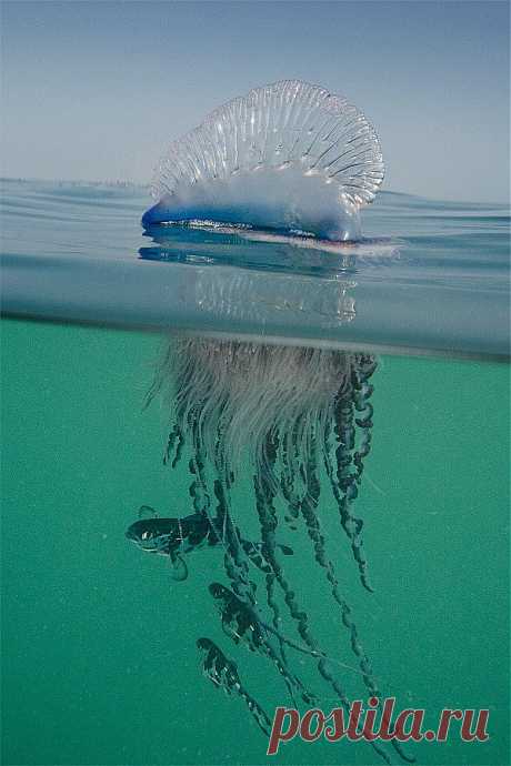 Португальский кораблик
jellyfish | Water &amp; Life Under the Sea