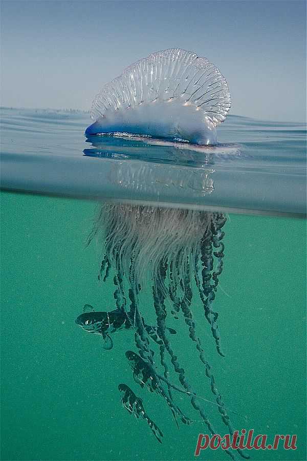 Португальский кораблик
jellyfish | Water & Life Under the Sea