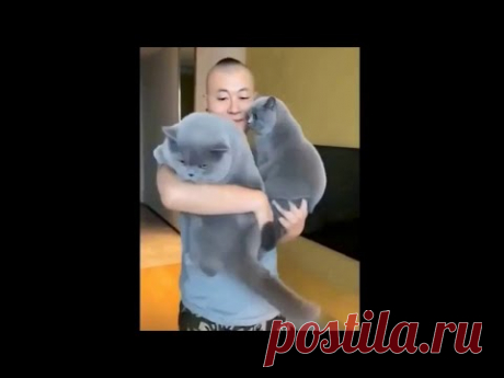 Если бы не Коты, что бы с нами было? Смешные коты и кошки. Сериал про кошек | Funny cats