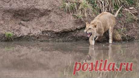 Young Male Lion enters the Water Angry Lad - Lions do not like going into the water!  Tanzania tours