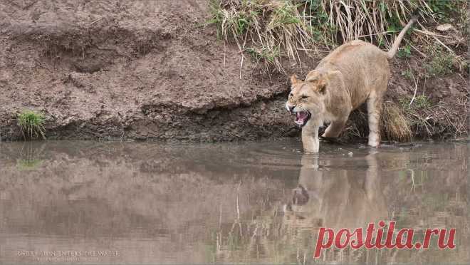 Young Male Lion enters the Water Angry Lad - Lions do not like going into the water!  Tanzania tours