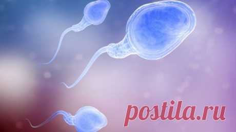 Father's diet affects RNA of his sperm: study | Deccan Chronicle