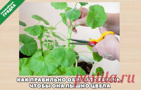 Как правильно обрезать герань, чтобы она пышно росла.