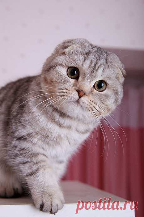 Gaze | Flickr - Photo Sharing!