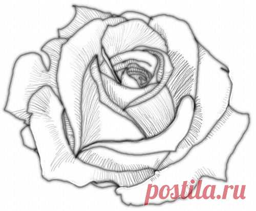 draw a rose #4 | Art