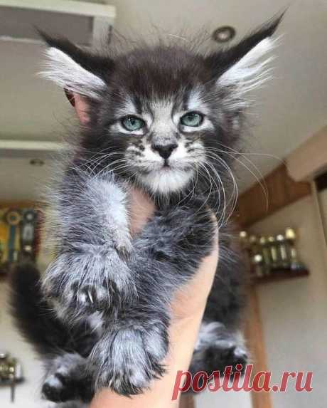 20 кошачьих фото, которые запросто взломают ваше сердечко
