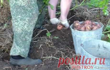 Выращивание картофеля под соломой или сеном