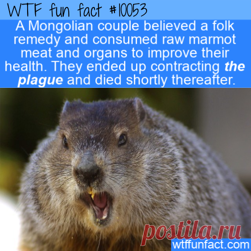 WTF Fun Fact – Marmot Causes The Plague &#8211; Top Best Celebrity Blogs