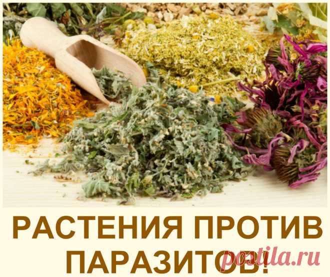 КАК ИЗБАВИТЬСЯ ОТ ГРИБКОВ В ОРГАНИЗМЕ ЧЕЛОВЕКА? | Всегда в форме!