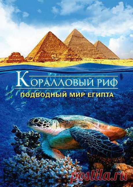 Фильм &quot;Коралловый риф : Подводный мир Египта (видео)&quot; (&quot;Abenteuer Korallenriff&quot;) - смотреть легально и бесплатно онлайн на MEGOGO.NET