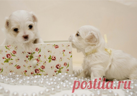 Cute Photographs of Puppies | Incredible Snaps
