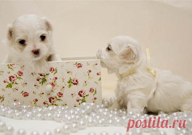 Cute Photographs of Puppies | Incredible Snaps
