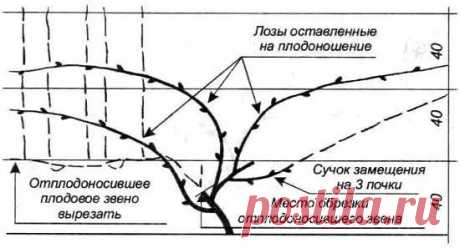 КАК ПРАВИЛЬНО ОБРЕЗАТЬ И УКРЫВАТЬ ВИНОГРАД НА ЗИМУ Если на протяжении пяти и больше дней на улице держится температура на уровне -18 градусов Цельсия, это приводит к гибели 70% виноградных глазков. Когда температура снижается до уровня -20 градусов Це…