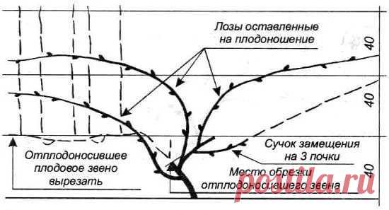 КАК ПРАВИЛЬНО ОБРЕЗАТЬ И УКРЫВАТЬ ВИНОГРАД НА ЗИМУ Если на протяжении пяти и больше дней на улице держится температура на уровне -18 градусов Цельсия, это приводит к гибели 70% виноградных глазков. Когда температура снижается до уровня -20 градусов Це…