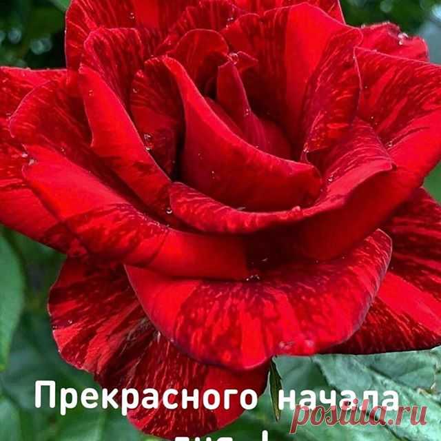 Photo by Марина Алекминская in Дальний восток. Image may contain: plant, flower and nature