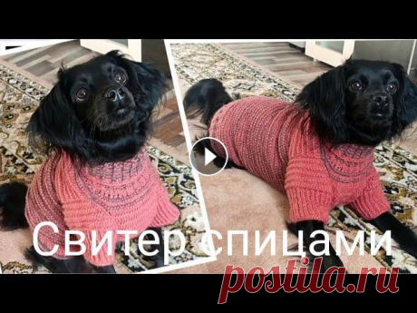 Как легко рассчитать и связать свитер для собаки спицами Как рассчитать петли и связать для своей собаки, любого размера свитер. #свитердлясобаки#вязание#мастеркласс...