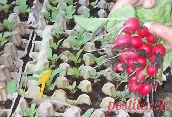 Уникальный метод посадки, когда уход сведен к минимуму: редис в яичных лотках