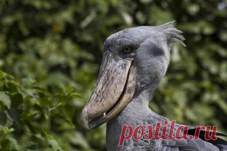 Десять птиц с самыми причудливыми клювами
