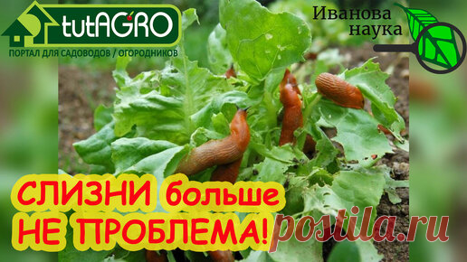 ВОТ СРЕДСТВО ПРОТИВ СЛИЗНЕЙ! Запаситесь им и оно поможет защитить сад и огород от хвори и шкоды. Одно средство против слизней - и порядок! | Иван Русских | Дзен