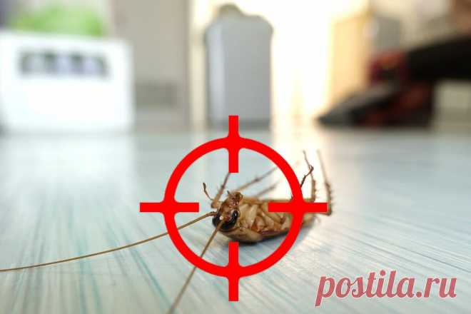 Как избавиться от тараканов в квартире навсегда: самые эффективные методы | Новый очаг | Дзен