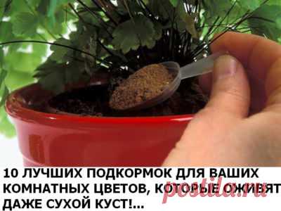 10 лучших подкормок для ваших комнатных цветов, которые оживят даже сухой куст