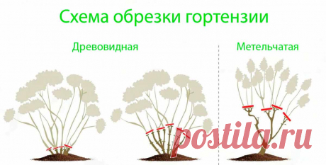 Гортензия: подготовка к зиме, обрезка и укрытие
