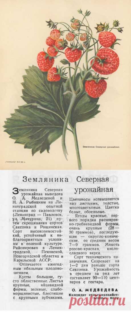 Земляника Северная урожайная

| клубника на зиму
