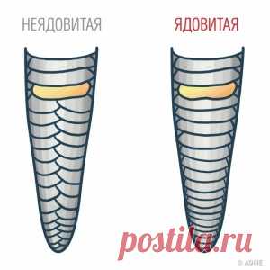 Знание этих 15 фактов однажды может спасти вашу жизнь - МирТесен