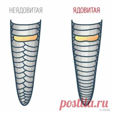 Знание этих 15 фактов однажды может спасти вашу жизнь - МирТесен