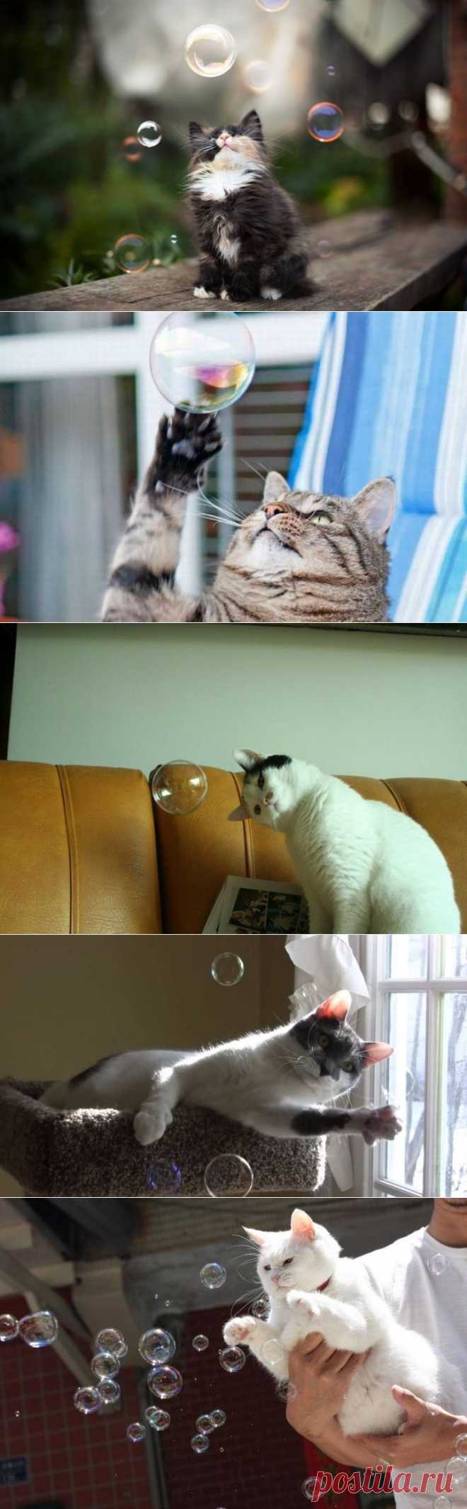 Коту для счастья нужно мало | Уши, лапы, хвост