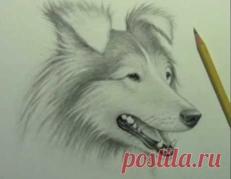 Рисуем собаку простым карандашом