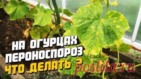 (50) Одноклассники