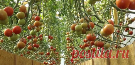 5 золотых правил и фитофторозу в теплице не бывать!!! |