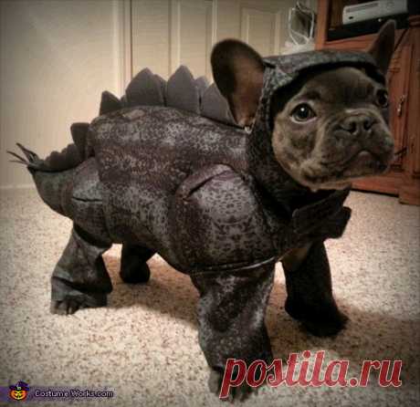 Stegosaurus Dog Costume | Mind Blowing DIY Costumes Cassie: Zeus is a 4 month old French Bulldog. We thought his lil smooched face and large ears would make a great stegosaurus. We had to modify the headpiece to accommodate...