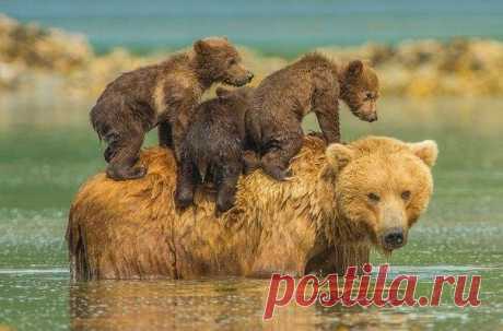 Кошки ♥ Собаки ♥ и другие животные